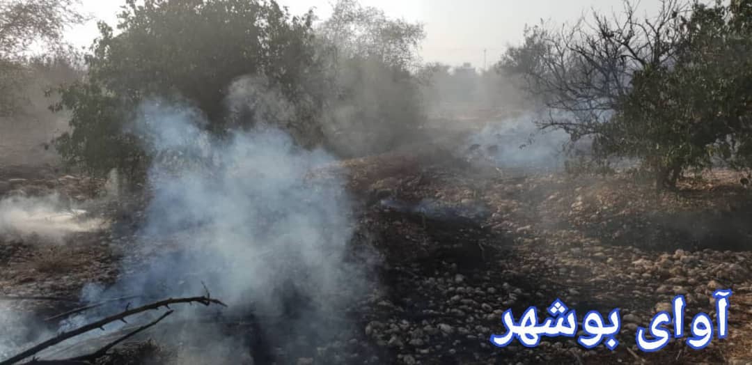 آسیب به ۳۰۰ اصله درخت مرکبات در آتش سوزی روز گذشته جم! + تصاویر