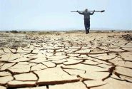 کاهش ۷۰ درصدی بارندگی در استان/ خسارت گسترده به گندم‌زارهای بوشهر