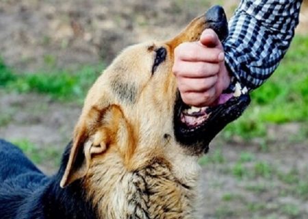 افزایش حیوان گزیدگی در شهرستان جم